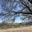 조천변 벚꽃길 | 아기와 가기 좋은 세종 벚꽃 명소 '조치원 조천변 벚꽃길'