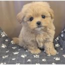 강아지와 고양이 | 도그마루에서 만난 특별한 인연: 강아지와 고양이 입양 후기