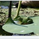 황금개구리 이미지