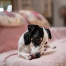 원당동물병원 이미지