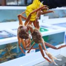 명성회수산 이미지