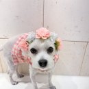 오올치 이미지