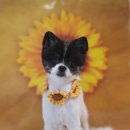 댕바라기 이미지