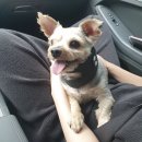 루세떼