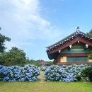 [제주도 6월 수국명소] 제주 동쪽 혼인지, 제주 서귀포 카페서연의집
