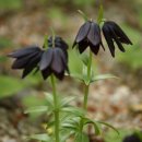 여주-0085 이미지