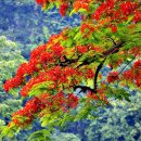 꽃과나무(Flower tree) 이미지