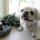 스위트몽 이미지