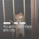 부암3동-15 | 부산 광안동 고양이 방충망 - 블랙스텐망