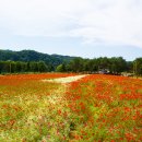 26.06.06자라섬 꽃 페스타 힐링 꽃양귀비 가성비짱 촌캉스. 이미지
