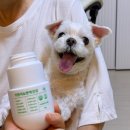 헬로펫 | 기호성 좋은 노령 강아지기관지영양제 추천｜헬로마이펫 뉴트리댕댕 솔직 후기