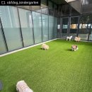 오프독 반려견 종합교육문화센터 이미지