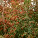 여수봉황산자연휴양림 이미지