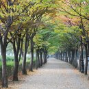 느티나무길 이미지
