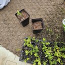 대유농장 | 블루베리농장 블루베리 모종식재 및 가변형물탱크 스콜성 폭우 후기