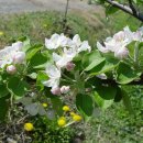 사과꽃필무렵 이미지