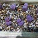 루우루우 이미지