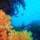 아지와 옹이 이미지