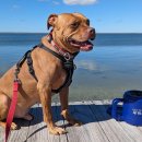 MY DOG GROOMING 이미지