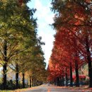 진안 메타세쿼이아길 이미지