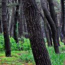 자연송림 이미지