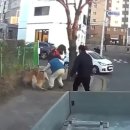 이승재동물병원 | 진돗개를 습격한 골든 리트리버 논란