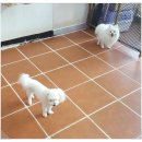 곁에 있을개 이미지