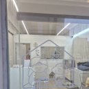 뽀송하댕 | 용인 애견미용 ‘뽀송하댕’에서 미용 받고 온 후기