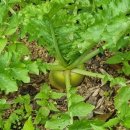 세명농장 이미지