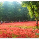 선운사꽃무릇 이미지