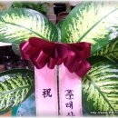 고령꽃집 이미지