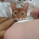 나의 집사 이미지