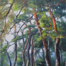 소나무숲 이미지