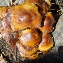 집앞 파평산 산행중 찾은 나에 첫 팽나무버섯사진 이미지