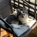 아껴줄개 이미지