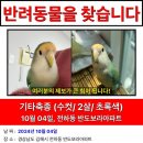 집 밖으로 날아간 앵무새를 찾습니다 / 날아다녀 제보가 절실합니다 / 경남 김해시 이미지