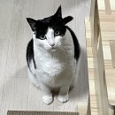 (고양이실종) 검정흰색 고양이 리오를 찾습니다! 한번만이라도 살펴봐주세요! 이미지