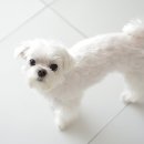 충북대학교 동물병원 | 동물병원 1차 2차 3차 24시 차이, 다 가본 솔직 후기