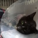 조양래동물병원 | [부산/대연동] 조양래 동물 의료 센터 / 암컷 중성화 / 고양이 동물병원 🐈‍⬛ 진료 후기