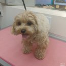 이뻐진개 이미지