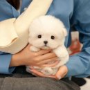 부산강아지분양 미유펫 이미지