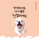 The best puppy 이미지