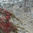 하늘담쟁이 이미지