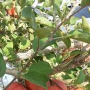 진영농장 이미지