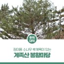 정이품송 공중화장실 | 대전 대덕구 명소, 정이품 소나무 후계목이 있는 &#39;계족산 봉황마당&#39;