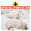 해운대플러스동물병원 이미지