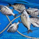 월항민박 이미지