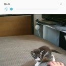 <b>개냥이</b>와 새끼~~