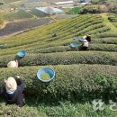 보성춘파다원 이미지