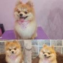 뽀샤시 펫살롱 이미지